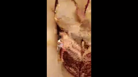 954girl online show from 18, 4, 2026