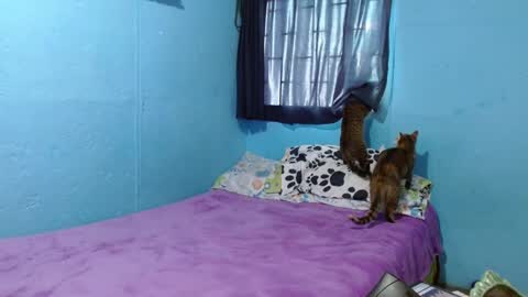 Sammy online show from 26, 2, 2025