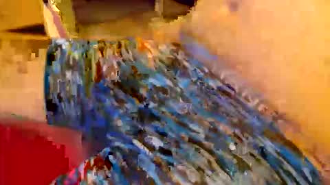 abigspermdonor online show from 13, 1, 2026