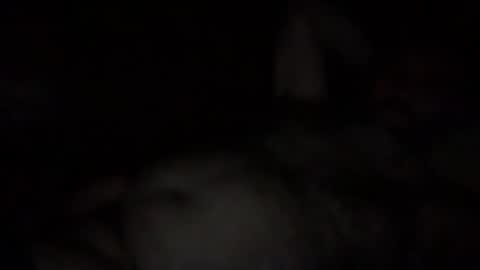 alfali online show from 3, 12, 2025