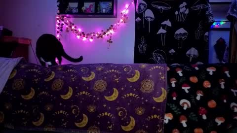 amburlicious online show from 22, 2, 2026