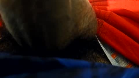 anel794872 online show from 23, 2, 2026