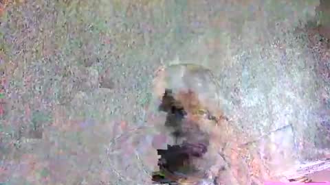 ansem1143 online show from 5, 4, 2026