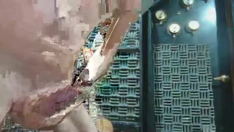 Snapshot of aussieraz chatting on 16, 12, 2024 aussieraz online show from 16, 12, 2024