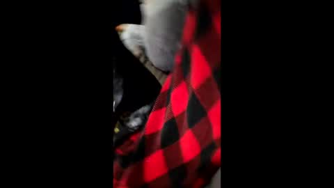 Snapshot of bam0001 chatting on 1, 12, 2025 Dani1954 online show from 1, 12, 2025