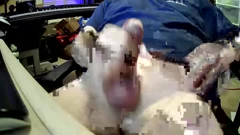 Snapshot of bb5199bb chatting on 27, 12, 2024 bb5199bb online show from 27, 12, 2024