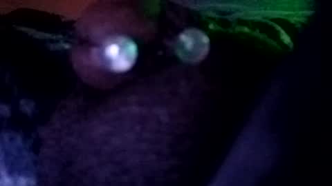Snapshot of bcfalcon69 chatting on 30, 7, 2026 bcfalcon69 online show from 30, 7, 2026