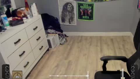 Plant Base Streamers From Pennsylvania online show from 17, 10, 2025