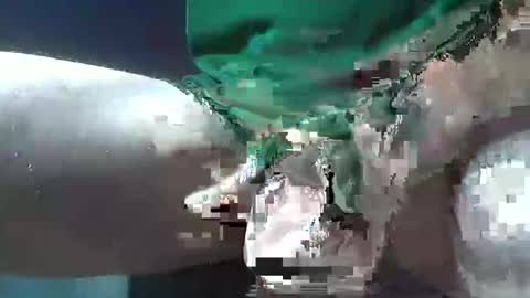 bogey58 online show from 8, 12, 2024