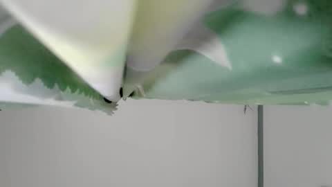 bongga_kaday online show from 9, 9, 2025