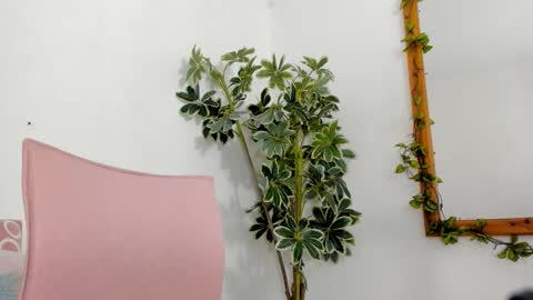 Snapshot of bonniecute_ chatting on 16, 12, 2025 online show from 16, 12, 2025