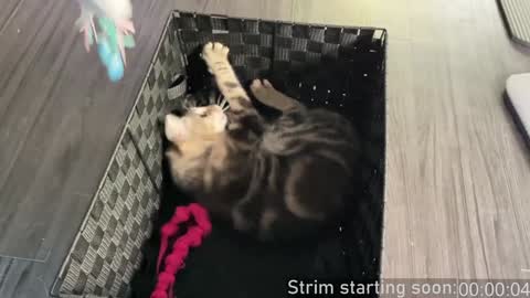 Booker Baxton online show from 4, 12, 2024