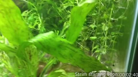 Booker Baxton online show from 18, 12, 2024