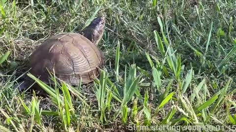 Booker Baxton online show from 11, 1, 2025