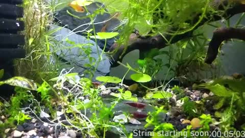 Booker Baxton online show from 17, 1, 2025