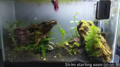 Booker Baxton online show from 10, 10, 2025