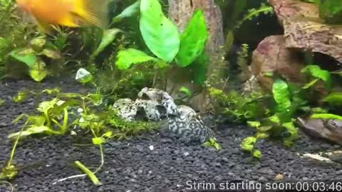 Booker Baxton online show from 16, 10, 2025