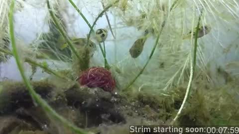 Booker Baxton online show from 24, 10, 2025