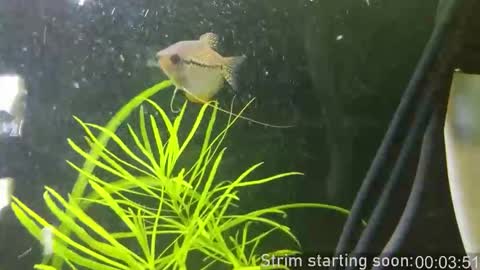 Booker Baxton online show from 14, 1, 2026