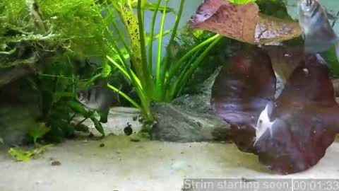 Booker Baxton online show from 17, 1, 2026