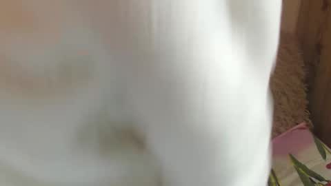 say meow and send tips  online show from 14, 12, 2024