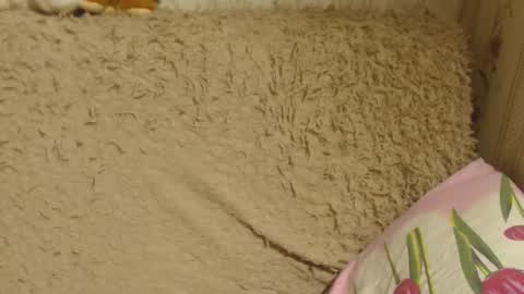 say meow and send tip  online show from 18, 12, 2024