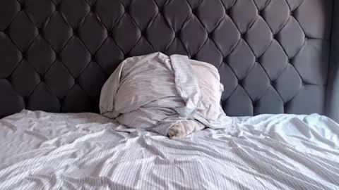 Snapshot of chubbydays chatting on 3, 4, 2026 chubbydays online show from 3, 4, 2026