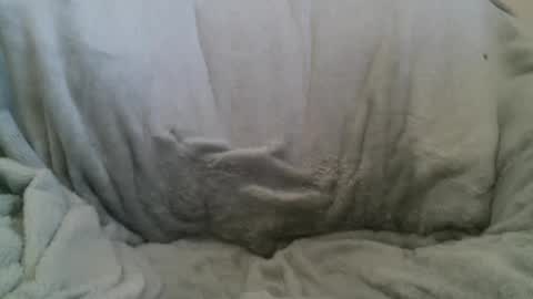 Snapshot of circumsizedbandit chatting on 10, 2, 2025 circumsizedbandit online show from 10, 2, 2025