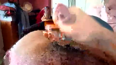 Snapshot of currocll chatting on 6, 10, 2025 currocll online show from 6, 10, 2025