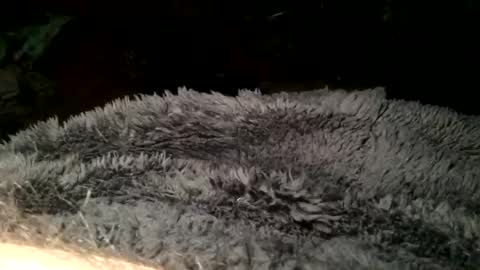 Steve online show from 11, 3, 2025