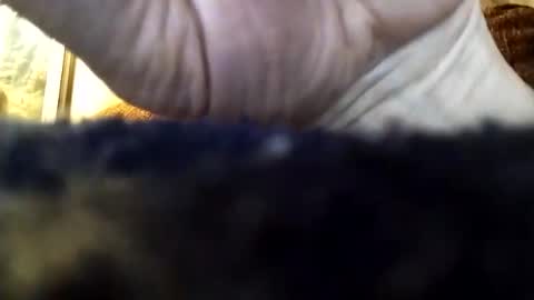 dannowisc online show from 5, 4, 2026