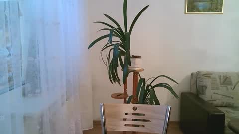 Snapshot of dartanjanas chatting on 1, 12, 2025 Dario online show from 1, 12, 2025