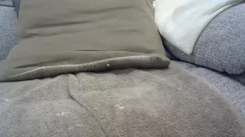 Snapshot of davesmiff1 chatting on 30, 1, 2025 davesmiff1 online show from 30, 1, 2025