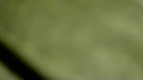 Doby online show from 15, 1, 2026