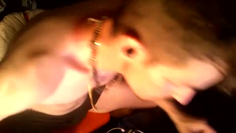 dogchain4444149311 online show from 12, 6, 2026