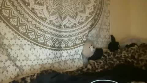 Snapshot of dream1girl_ chatting on 9, 4, 2026 ur dream girl online show from 9, 4, 2026