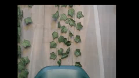 linda online show from 8, 10, 2025