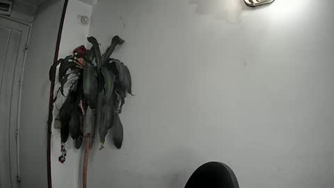 Snapshot of evacollins12 chatting on 22, 12, 2024 evacollins12 online show from 22, 12, 2024