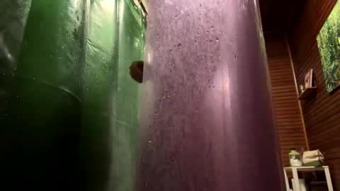 Forest online show from 23, 1, 2025