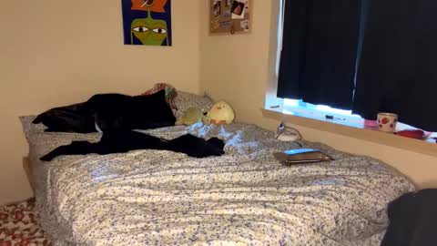 Snapshot of foxyredddd chatting on 9, 1, 2025 beautiful blair online show from 9, 1, 2025