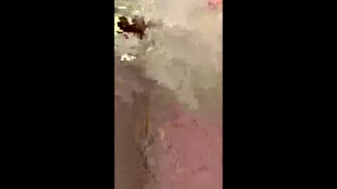 freelingling online show from 2, 12, 2025