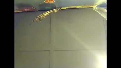 Warwick online show from 18, 10, 2025