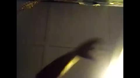 Warwick online show from 28, 10, 2025