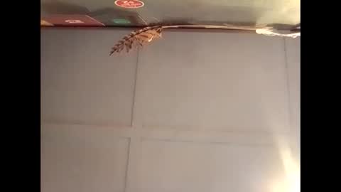 Warwick online show from 30, 10, 2025