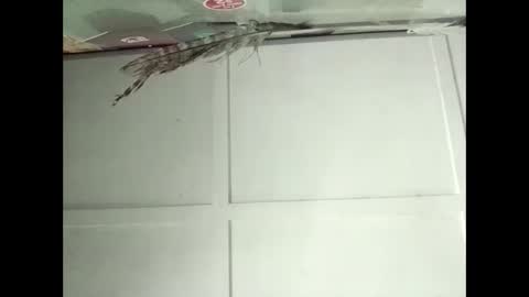 Warwick online show from 12, 11, 2025