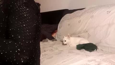 Snapshot of full4cefull chatting on 24, 9, 2025 Pizzaz online show from 24, 9, 2025