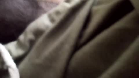 Arab Pronstar online show from 5, 1, 2025