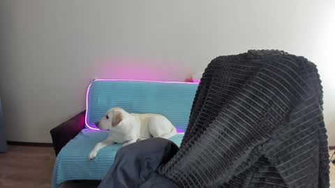 guy_liam1 online show from 20, 12, 2024