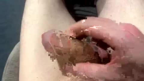 higradez online show from 24, 3, 2026