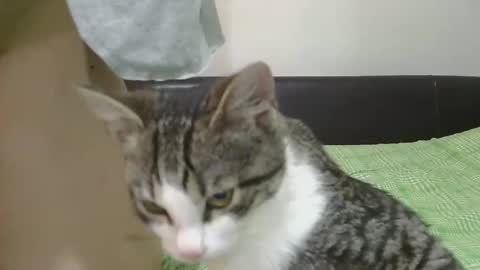 Snapshot of horny_hey chatting on 8, 11, 2025 Serena online show from 8, 11, 2025